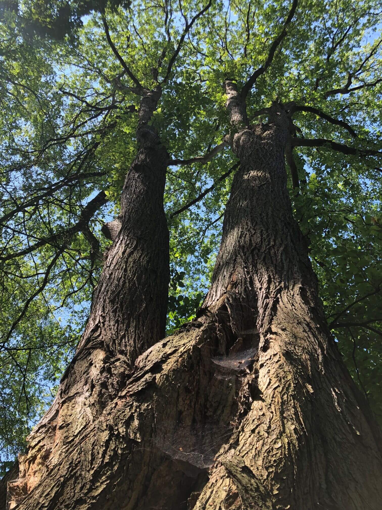 Woche der Klimaanpassung: Gördenwald im Wandel